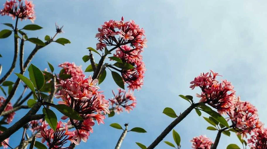 Cảnh giác rừng núi Sa Pa phù hợp với thần số học