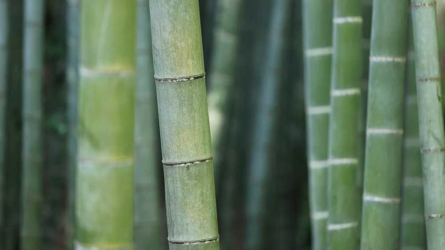 Hình xăm phù hợp màu sắc và tuổi tác