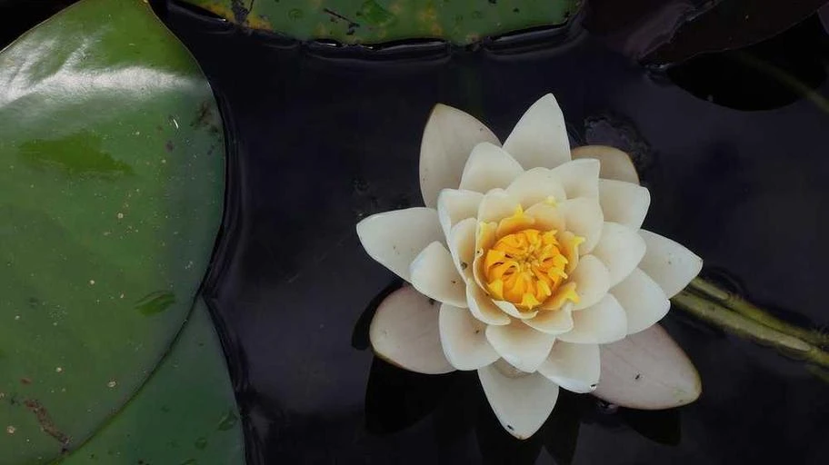 kham-pha-bi-an-tinh-than-so-hoc-free
